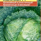 Семена  Капуста савойская Мелисса F1  10 шт Плазменные семена