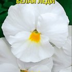 Семена  Виола Белая леди  0,1 гр Плазменные семена