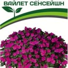 Семена Бальзамин F1 Уоллера крупноцветковый Вайлет Сенсейшн 5 шт. Партнер