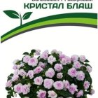 Семена Бальзамин F1 Уоллера крупноцветковый Кристал Блаш 5 шт. Партнер
