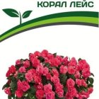 Семена Бальзамин F1 Уоллера махровый Корал Лейс 5 шт. Партнер