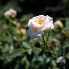 Роза Джейн миниатюрная, Imperial Rose