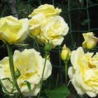 Роза Казино плетистая, Imperial Rose