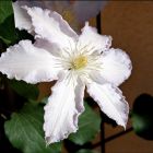 Клематис Глэдис Пикард крупноцветковый (2)