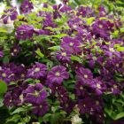 Клематис Этуаль Виолет (Фиолетовая звезда) крупноцветковый (3)