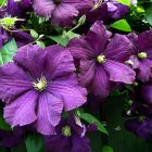 Клематис Этуаль Виолет (Фиолетовая звезда) крупноцветковый (3)