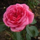 Роза Гете Роуз чайно-гибридная, Тантау