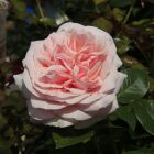 Роза Опус чайно-гибридная