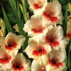 Гладиолус крупноцветковый Mary Housley 5шт.