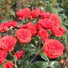 Роза Джингер миниатюрная, Imperial Rose