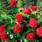 Роза Ингрид Берман чайно-гибридная, Imperial Rose