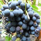 Виноград плодовый Муромец
