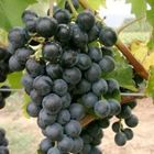 Виноград плодовый Винный поздний