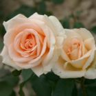 Роза Мунсун/Осеана чайно-гибридная, Imperial Rose
