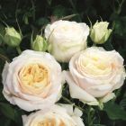 Роза Лэмп кустарниковая, Imperial Rose