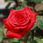 Роза Кардинал чайно-гибридная, Imperial Rose