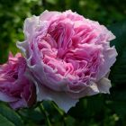 Роза Роуз Лайт кустарниковая, Imperial Rose