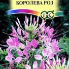 Семена Клеома Королева роз 0,3 г