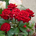 Роза Николо Паганини флорибунда, Imperial Rose