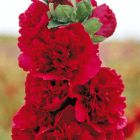 Шток-роза Double Red махровая