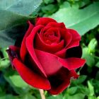 Роза Норита чайно-гибридная, Imperial Rose