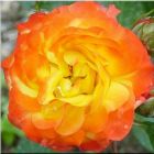 Роза Элисон флорибунда, Imperial Rose