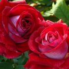 Роза Альянс чайно-гибридная, Imperial Rose