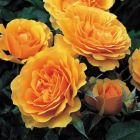 Роза Амбер Куин флорибунда, Imperial Rose