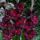 Гладиолус крупноцветковый Black Velvet 9шт.