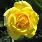 Роза Карт д'Ор флорибунда, Imperial Rose