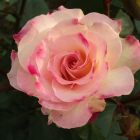 Роза Шарль Азнавур флорибунда, Imperial Rose
