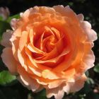 Роза Компассион плетистая, Imperial Rose