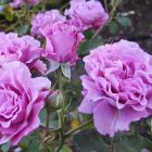 Роза Дойче Велле флорибунда, Imperial Rose