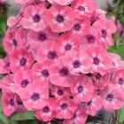 Флокс 'Лариса' / Phlox 'Larisa'