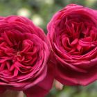 Роза Гёте Роуз чайно-гибридная
