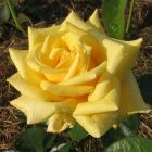 Роза Голден Медальон чайно-гибридная, Imperial Rose