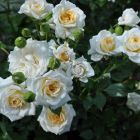 Роза Джейн миниатюрная, Imperial Rose