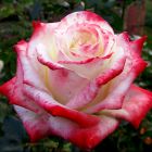 Роза Кайзер чайно-гибридная, Imperial Rose