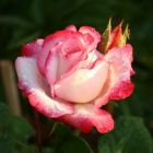Роза Ламинуэт флорибунда, Imperial Rose