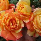 Роза Марвел чайно-гибридная, Imperial Rose