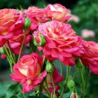 Роза Даск флорибунда, Imperial Rose