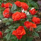Роза Оранж Джувел миниатюрная, Imperial Rose