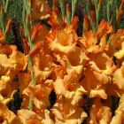 Гладиолус крупноцветковый Ovatie 7шт.