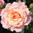 Роза Биатрис миниатюрная, Imperial Rose