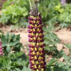 Люпин Lupinus Purple/Yellow
