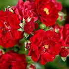 Роза Ред Фэйри миниатюрная, Imperial Rose