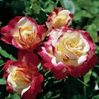 Роза Дабл Делайт чайно-гибридная, Imperial Rose