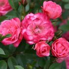 Роза Тини Вини миниатюрная, Imperial Rose
