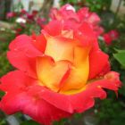 Роза Бонанза кустарниковая, Imperial Rose