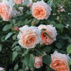 Роза Критик плетистая, Imperial Rose